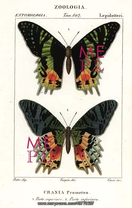 : East African sunset moth, Chrysiridia croesus : East African sunset moth, Chrysiridia croesus