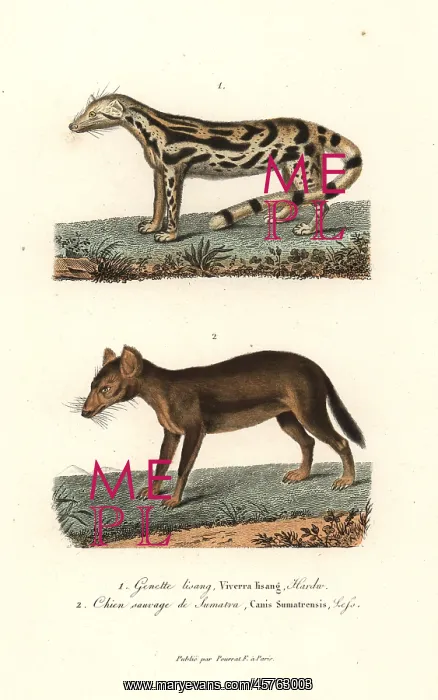 : East Indian linsang and dhole (endangered) : East Indian linsang and dhole (endangered)