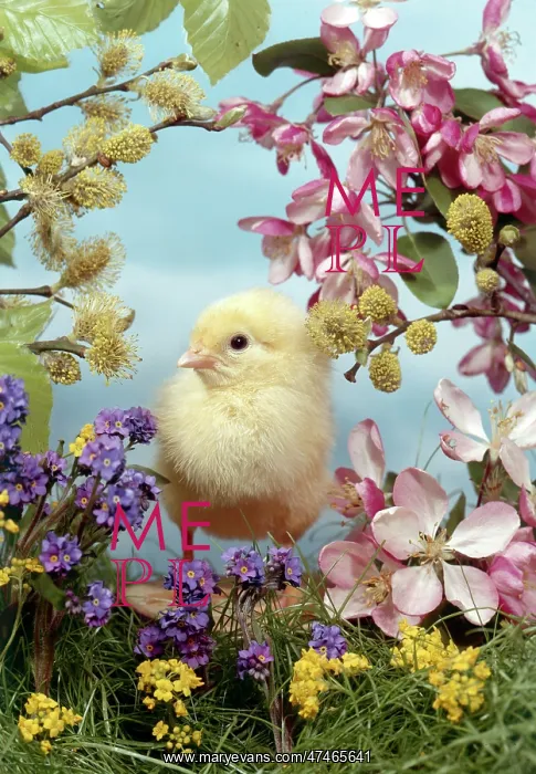  : Easter Chick with blossom, pussy willow etc