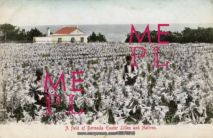 : Easter Lily Field in Bloom, Bermuda : Easter Lily Field in Bloom, Bermuda