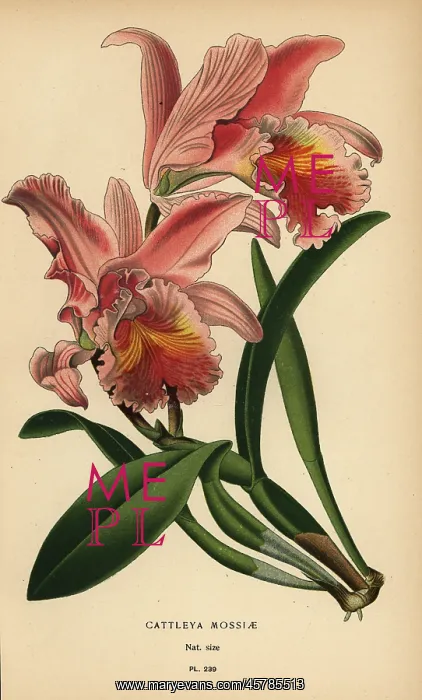 : Easter orchid, Cattleya mossiae : Easter orchid, Cattleya mossiae