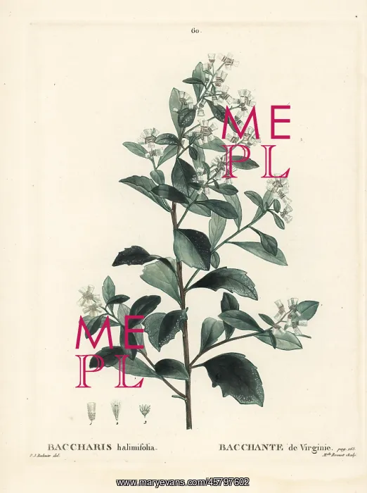 : Eastern baccharis, Baccharis halimifolia : Eastern baccharis, Baccharis halimifolia