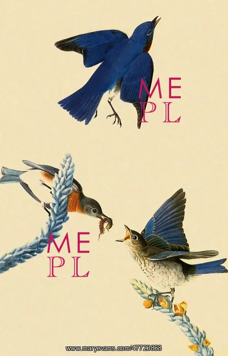  : Eastern Bluebird, Sialia sialis