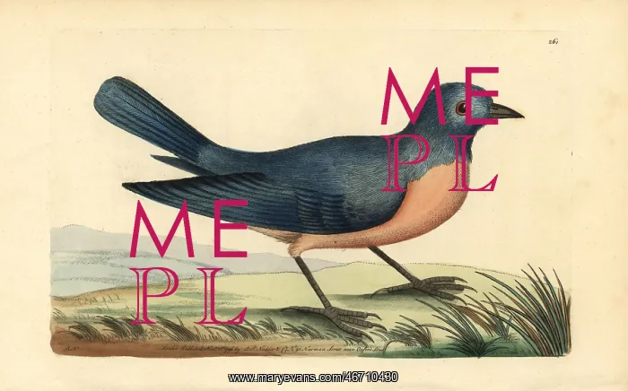: Eastern bluebird, Sialis sialis : Eastern bluebird, Sialis sialis