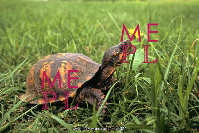 : Eastern Box Turtle Terrapene Carolina About To : Eastern Box Turtle Terrapene Carolina About To