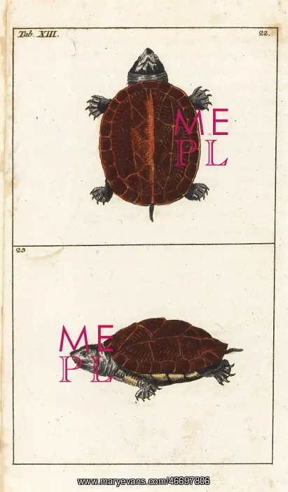 : Eastern box turtle, Terrapene carolina carolina : Eastern box turtle, Terrapene carolina carolina
