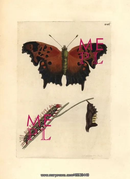 : Eastern comma butterfly, Polygonia comma : Eastern comma butterfly, Polygonia comma