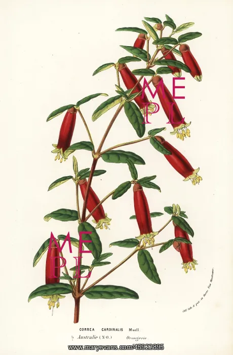: Eastern correa, Correa reflexa var. cardinalis : Eastern correa, Correa reflexa var. cardinalis