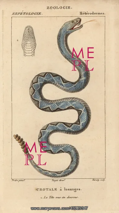 : Eastern diamondback rattlesnake, Crotalus adamanteus : Eastern diamondback rattlesnake, Crotalus adamanteus