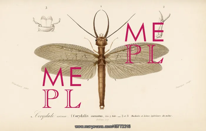  : Eastern dobsonfly, Corydalus cornutus