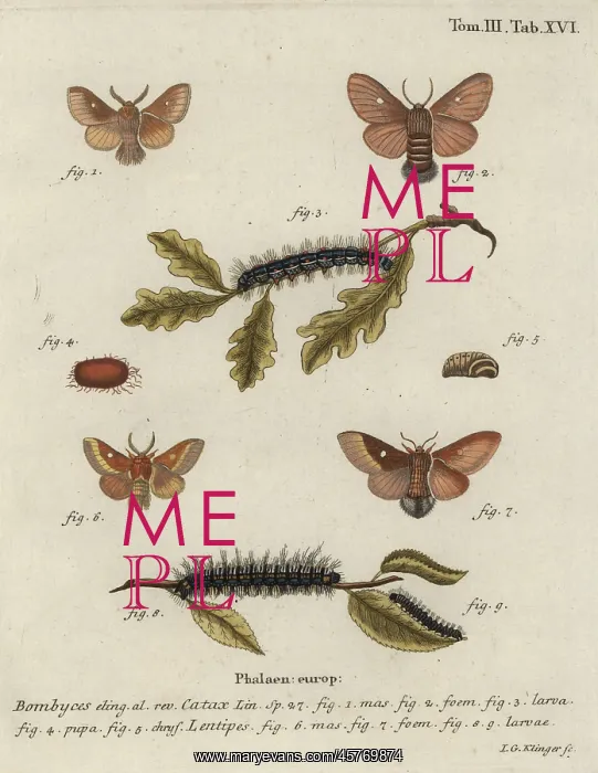 : Eastern eggar, Eriogaster catax : Eastern eggar, Eriogaster catax