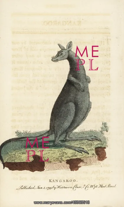 : Eastern grey kangaroo, Macropus giganteus : Eastern grey kangaroo, Macropus giganteus