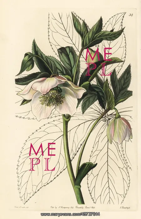 : Eastern hellebore, Helleborus orientalis : Eastern hellebore, Helleborus orientalis