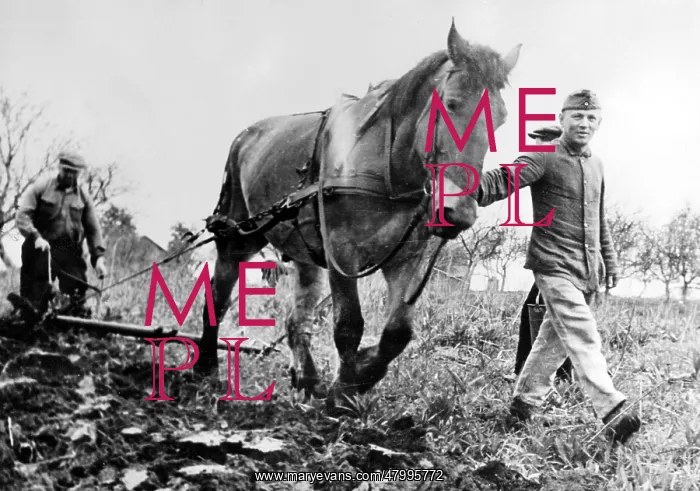: On the Eastern Front horses of the Armed Forces are : On the Eastern Front horses of the Armed Forces are