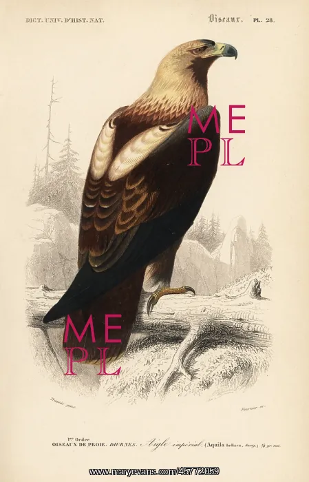 : Eastern imperial eagle, Aquila heliaca. Vulnerable : Eastern imperial eagle, Aquila heliaca. Vulnerable