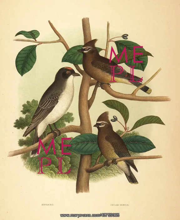 : Eastern kingbird and cedar waxwing : Eastern kingbird and cedar waxwing