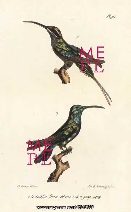 : Eastern longtailed hermit and grey-breasted sabrewing : Eastern longtailed hermit and grey-breasted sabrewing