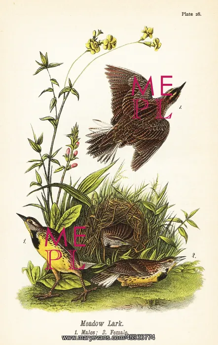: Eastern meadowlark, Sturnella magna : Eastern meadowlark, Sturnella magna