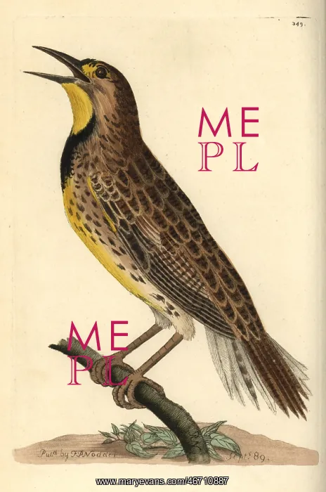 : Eastern meadowlark, Sturnella magna : Eastern meadowlark, Sturnella magna