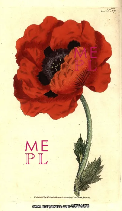 : Eastern poppy, Papaver orientale : Eastern poppy, Papaver orientale