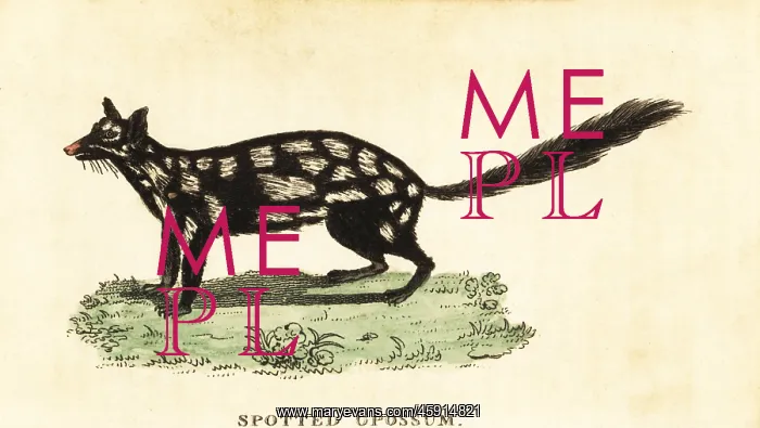 : Eastern quoll, Dasyurus viverrinus : Eastern quoll, Dasyurus viverrinus