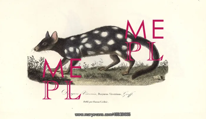 : Eastern quoll, Dasyurus viverrinus : Eastern quoll, Dasyurus viverrinus