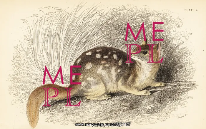: Eastern quoll, Dasyurus viverrinus. Endangered : Eastern quoll, Dasyurus viverrinus. Endangered