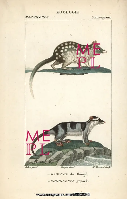 : Eastern quoll, Dasyurus viverrinus, and water : Eastern quoll, Dasyurus viverrinus, and water