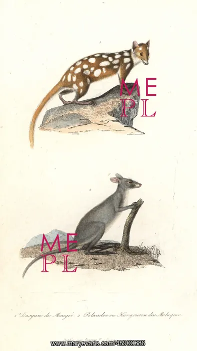 : Eastern quoll and Maluku kangaroo : Eastern quoll and Maluku kangaroo