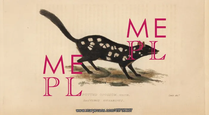 : Eastern quoll or spotted opossum, Dasyrus : Eastern quoll or spotted opossum, Dasyrus