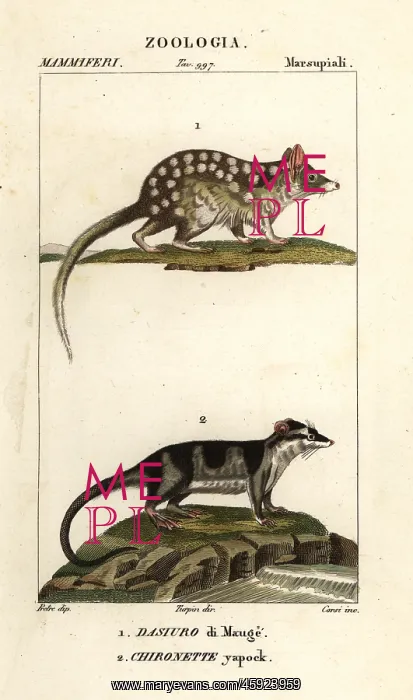 : Eastern quoll and water opossum : Eastern quoll and water opossum