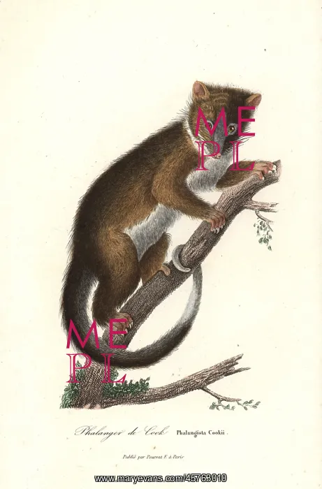 : Eastern ring-tailed possum, Pseudocheirus peregrinus : Eastern ring-tailed possum, Pseudocheirus peregrinus
