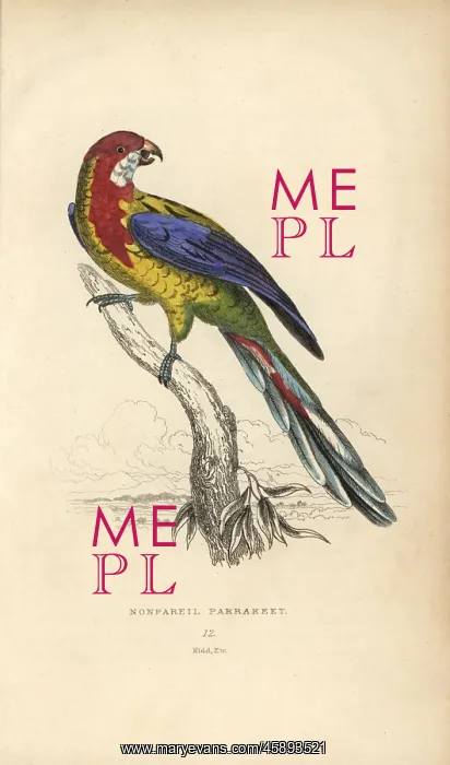 : Eastern rosella, Platycercus exemius : Eastern rosella, Platycercus exemius