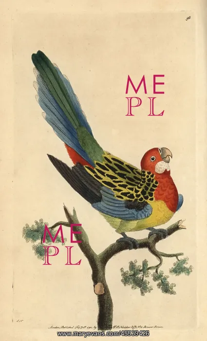 : Eastern rosella, Platycercus eximius : Eastern rosella, Platycercus eximius