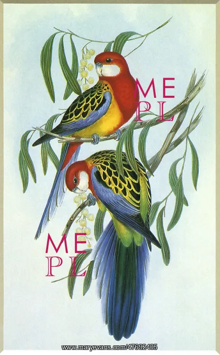 : Eastern Rosella, Platycercus eximius : Eastern Rosella, Platycercus eximius