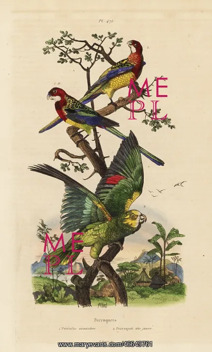 : Eastern rosella and yellow-crowned amazon : Eastern rosella and yellow-crowned amazon