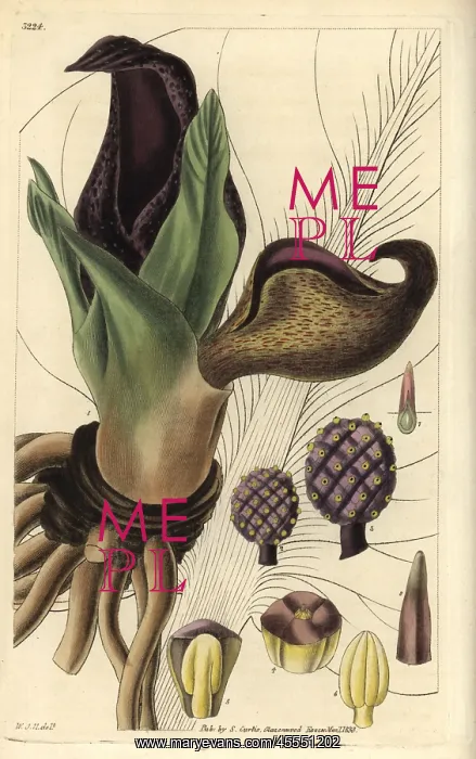 : Eastern skunk cabbage or skunk weed, Symplocarpus foetidus : Eastern skunk cabbage or skunk weed, Symplocarpus foetidus