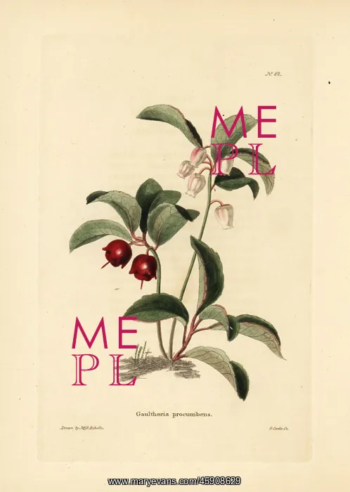 : Eastern teaberry, Gaultheria procumbens : Eastern teaberry, Gaultheria procumbens