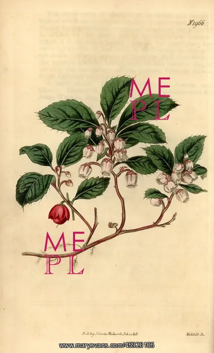: Eastern teaberry, Gaultheria procumbens : Eastern teaberry, Gaultheria procumbens