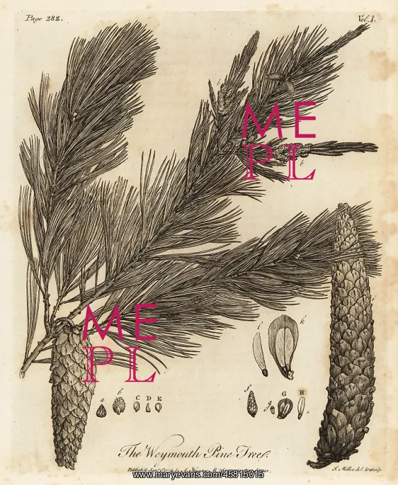 : Eastern white pine, Pinus strobus : Eastern white pine, Pinus strobus