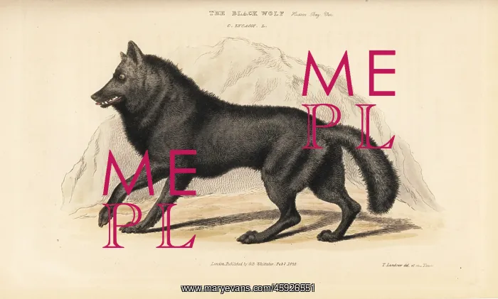 : Eastern wolf, Canis lycaon : Eastern wolf, Canis lycaon