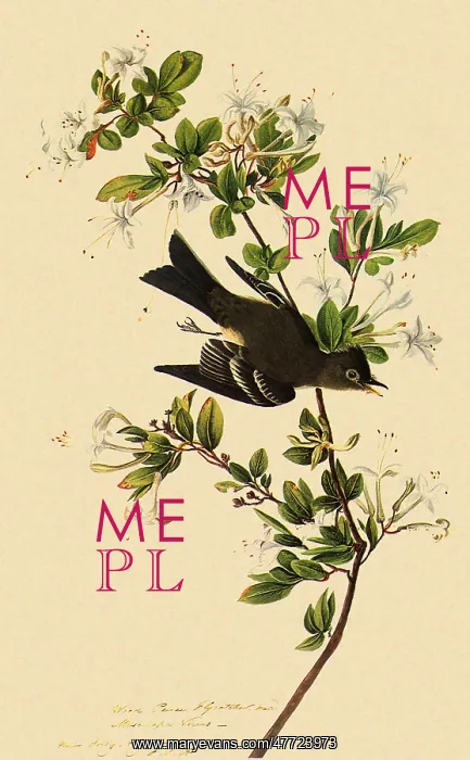  : Eastern Wood Pewee, Contopus virens