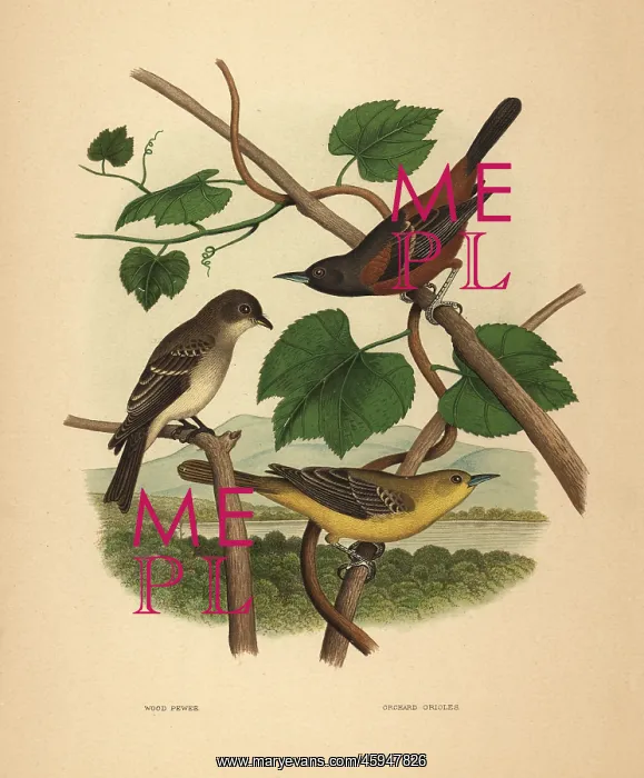 : Eastern wood pewee and orchard orioles : Eastern wood pewee and orchard orioles