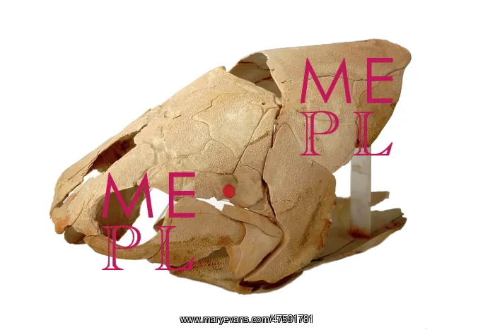 : Eastmanosteus, Gogo fish : Eastmanosteus, Gogo fish
