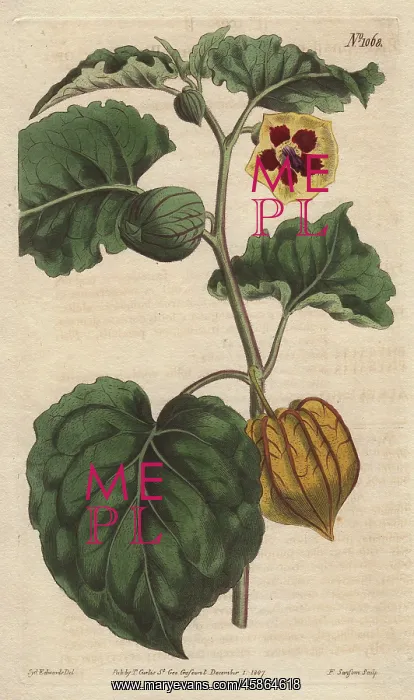 : Eatable physalis, Cape gooseberry or Little : Eatable physalis, Cape gooseberry or Little