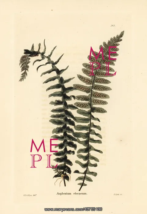: Ebony spleenwort fern, Asplenium platyneuron : Ebony spleenwort fern, Asplenium platyneuron