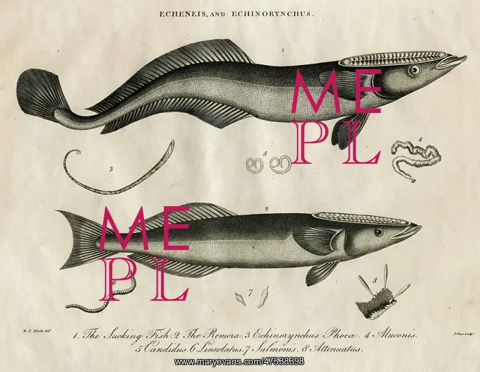 : Echeneis and Echinorynchus (fish) : Echeneis and Echinorynchus (fish)