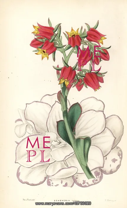 : Echeveria fulgens : Echeveria fulgens