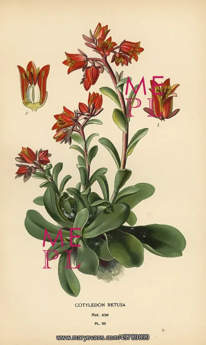: Echeveria fulgens : Echeveria fulgens