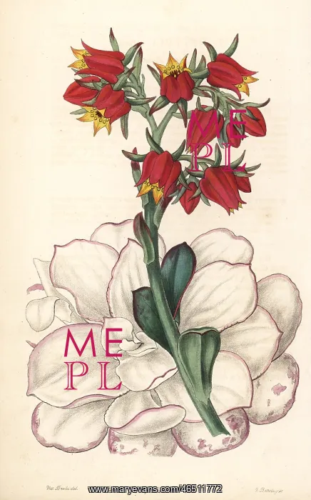  : Echeveria fulgens